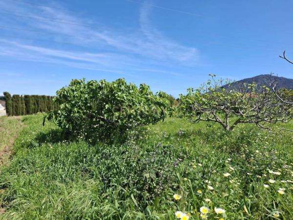 Terreno en calle Tubelorda s/n