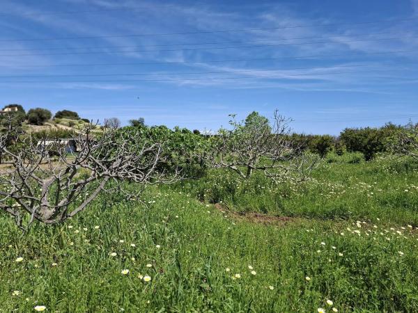 Terreno en calle Tubelorda s/n