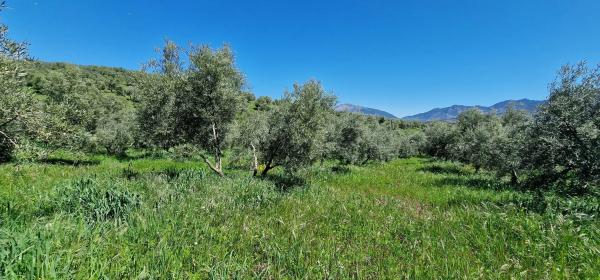 Terreno en calle Serrato s/n