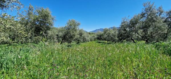 Terreno en calle Serrato s/n