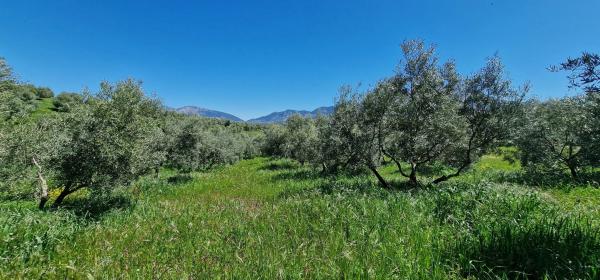 Terreno en calle Serrato s/n