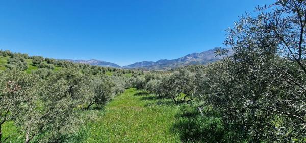 Terreno en calle Serrato s/n