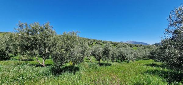 Terreno en calle Serrato s/n