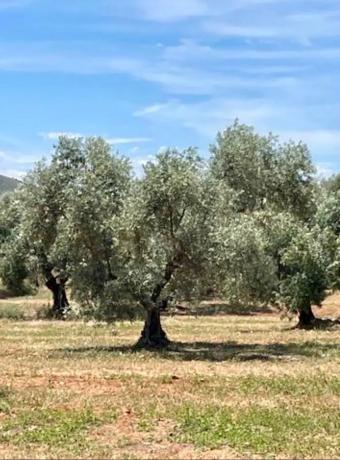 Terreno en Partido Gandia s/n