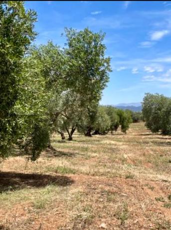 Terreno en Partido Gandia s/n
