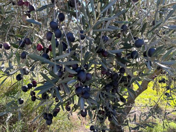 Terreno en Partido Gandia s/n