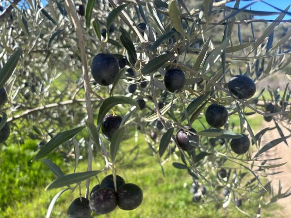 Terreno en Partido Gandia s/n