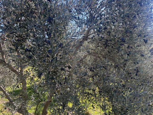 Terreno en Partido Gandia s/n