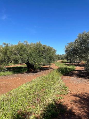 Terreno en Partido Gandia s/n