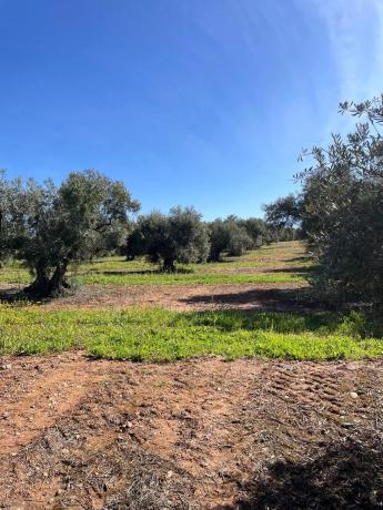 Terreno en Partido Gandia s/n
