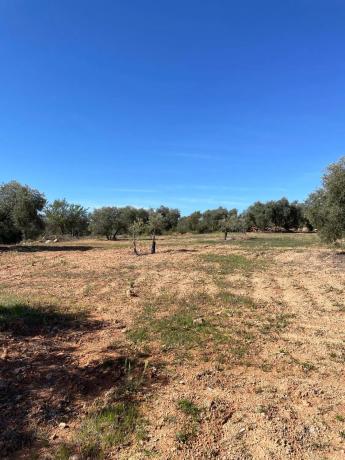 Terreno en Partido Gandia s/n