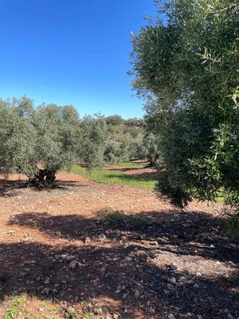 Terreno en Partido Gandia s/n