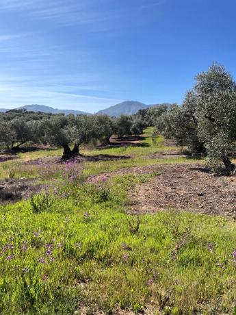 Terreno en Partido Gandia s/n