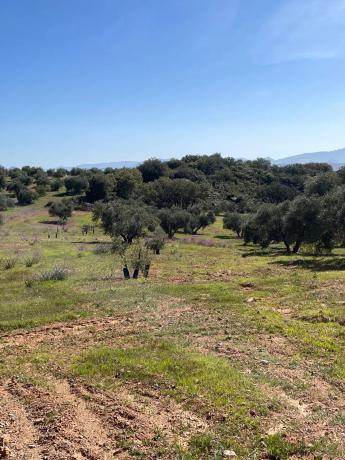 Terreno en Partido Gandia s/n