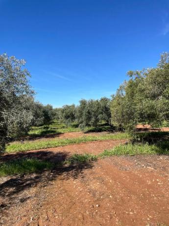 Terreno en Partido Gandia s/n