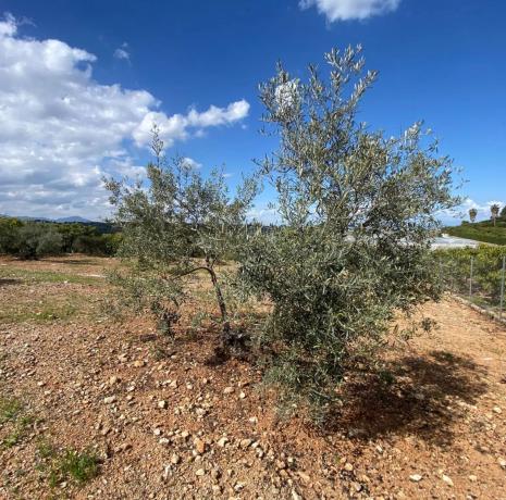 Terreno en Lugar las Torres
