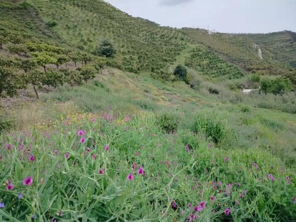 Terreno en trina s/n