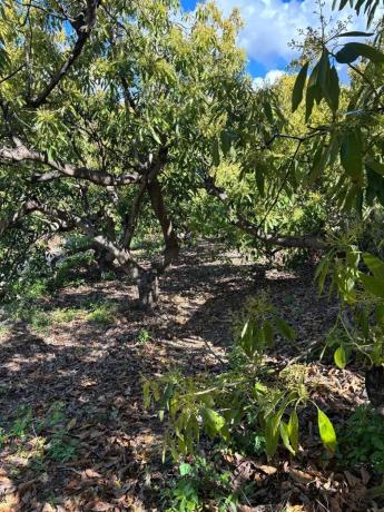 Terreno en Frigiliana