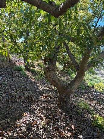 Terreno en Frigiliana