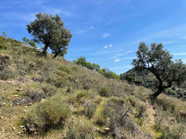 Terreno en calle Artesanía, 163