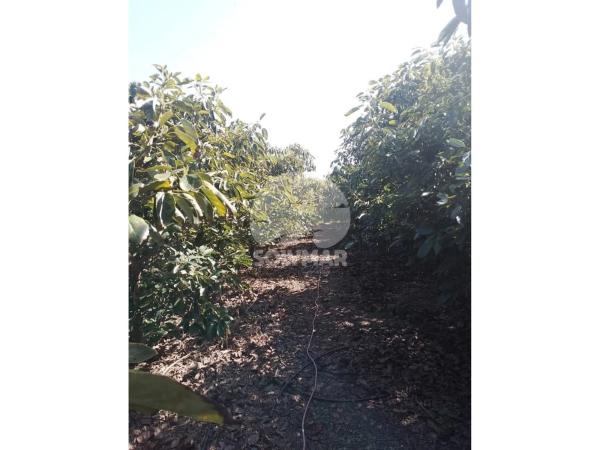 Terreno en Diseminado Cabrillas