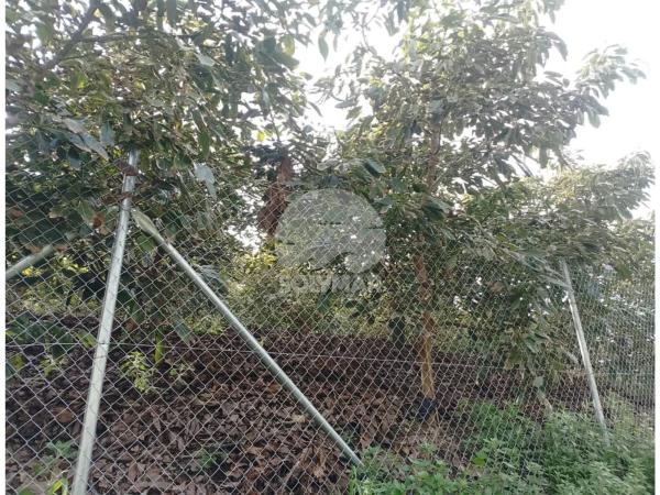 Terreno en Diseminado Cabrillas