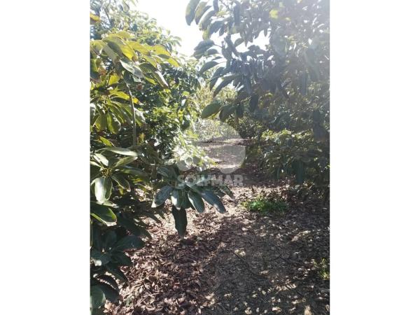 Terreno en Diseminado Cabrillas