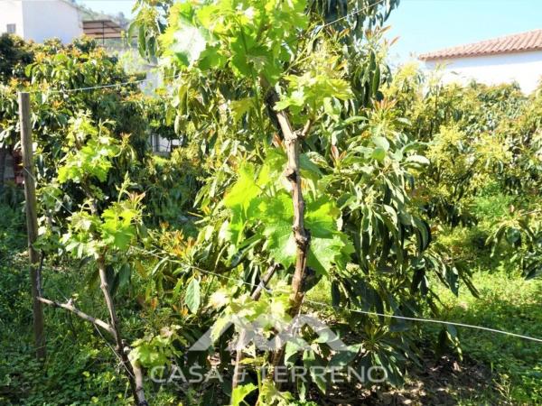 Terreno en Canillas de Aceituno