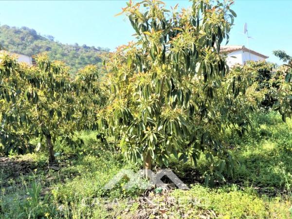Terreno en Canillas de Aceituno