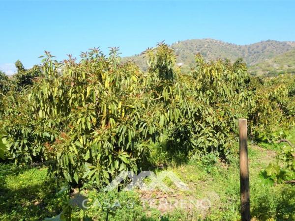 Terreno en Canillas de Aceituno