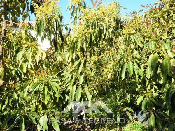 Terreno en Canillas de Aceituno