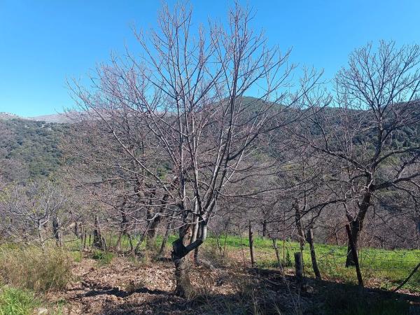 Terreno en camino del Molino s/n Sn