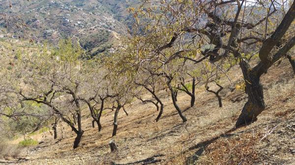 Terreno en Coronite s/n