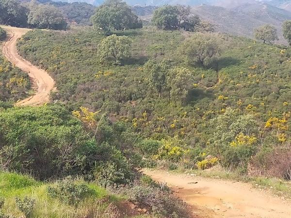 Terreno en la mairena s/n