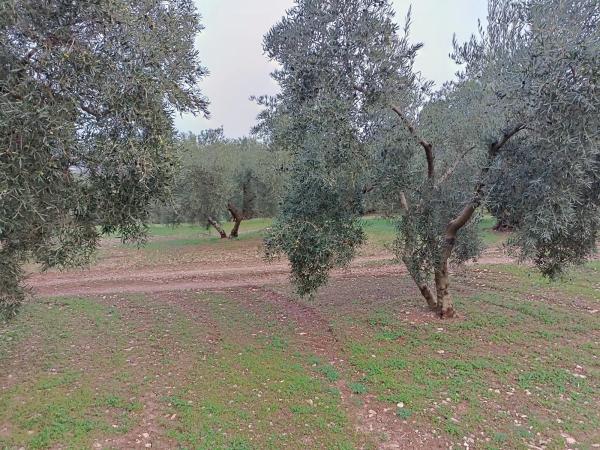 Terreno en camino del Gumeo s/n