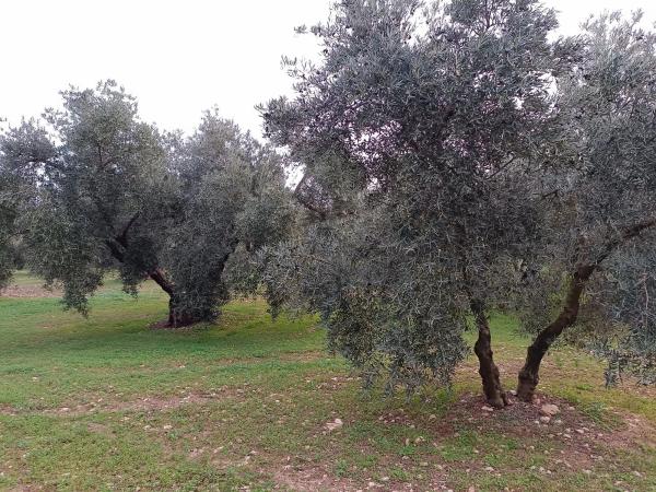 Terreno en camino del Gumeo s/n