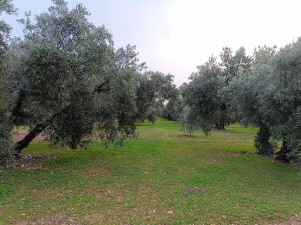 Terreno en camino del Gumeo s/n