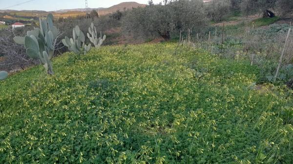 Terreno en Polígono La Molina s/n