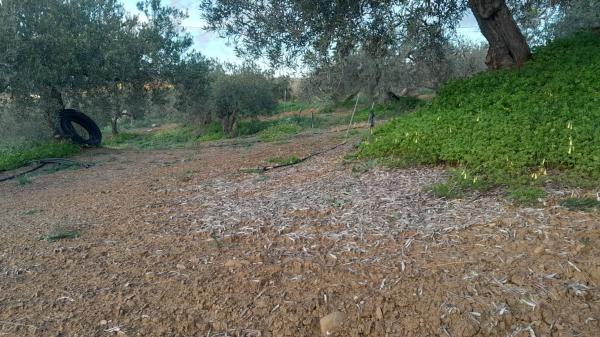 Terreno en Polígono La Molina s/n