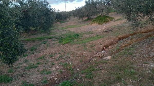 Terreno en Polígono La Molina s/n