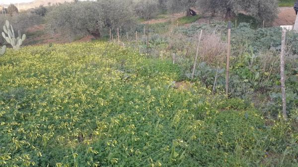 Terreno en Polígono La Molina s/n