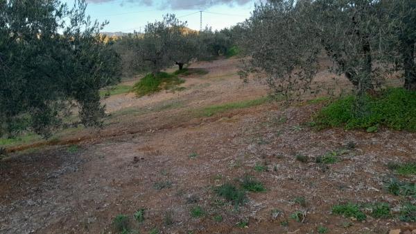 Terreno en Polígono La Molina s/n