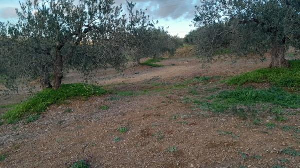 Terreno en Polígono La Molina s/n