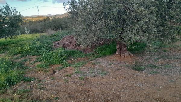 Terreno en Polígono La Molina s/n
