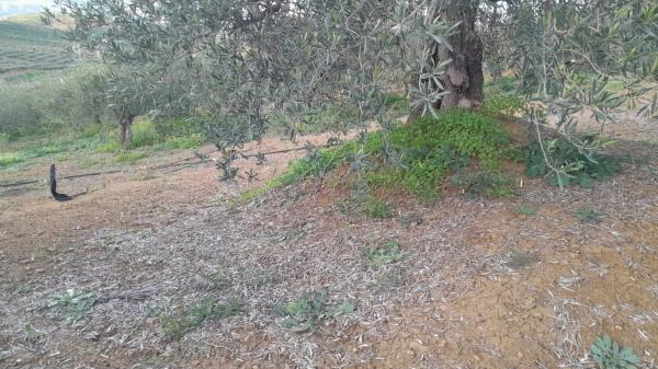 Terreno en Polígono La Molina s/n