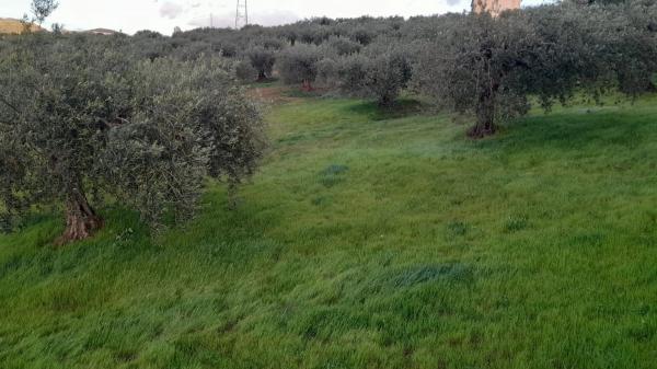Terreno en Polígono La Molina s/n