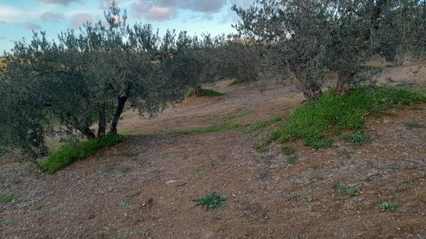 Terreno en Polígono La Molina s/n