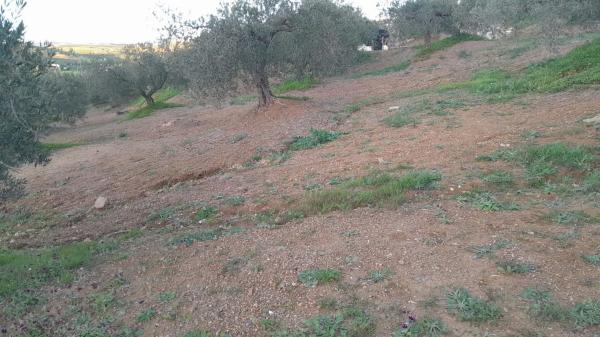 Terreno en Polígono La Molina s/n