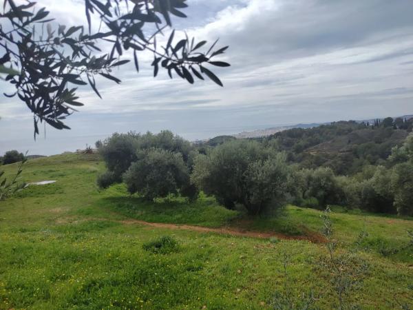 Terreno en calle Araucaria