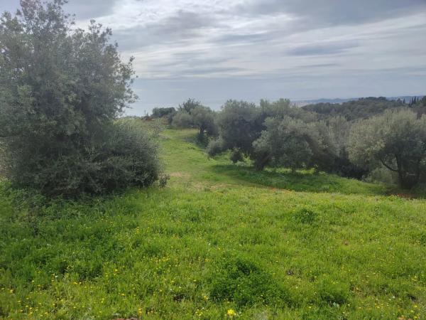 Terreno en calle Araucaria